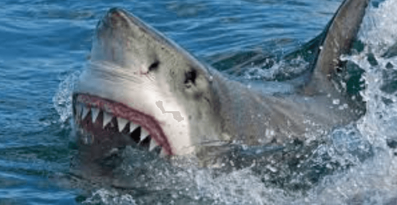 What to Do With Shark Teeth